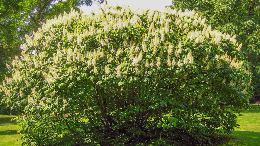 Aesculus parviflora solitary shrubs