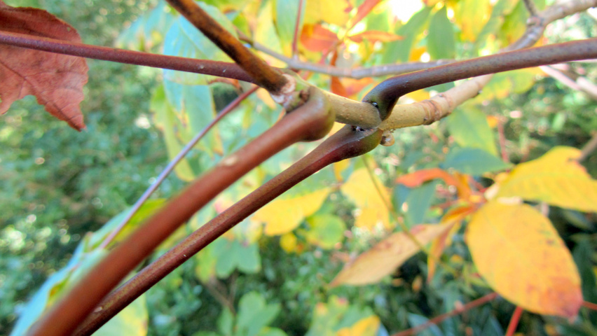 Aesculus parviflora twigs