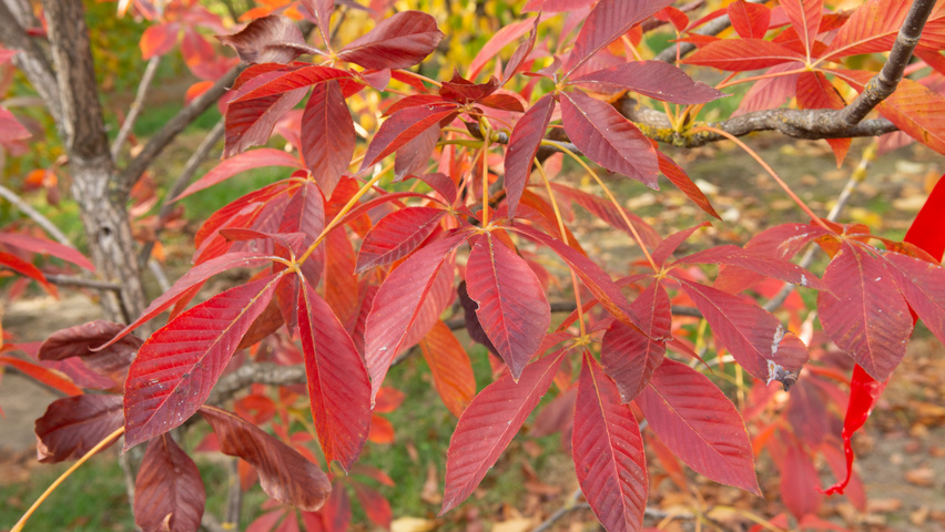 Aesculus pavia 'Atrosanguinea' Herbstblatt