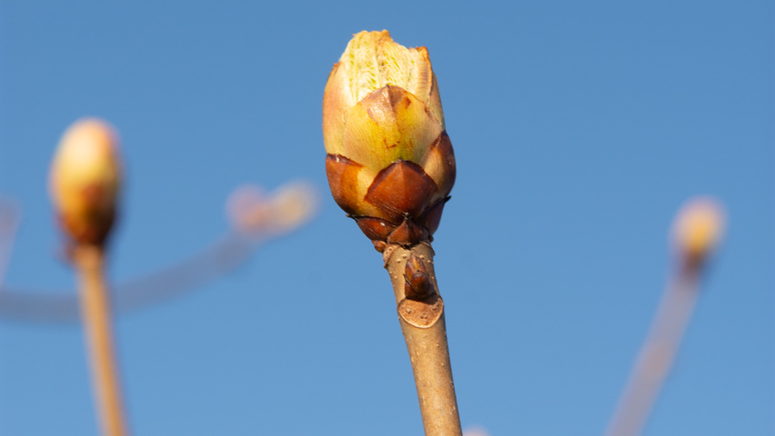 Aesculus pavia 'Atrosanguinea' Blumen