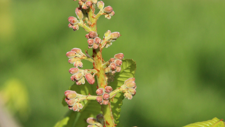 Aesculus pavia 'Atrosanguinea' Blumen