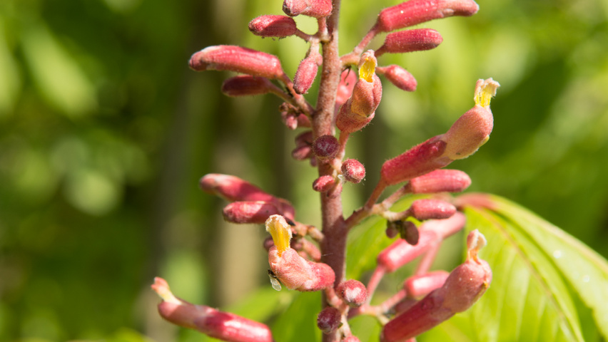 Aesculus pavia 'Atrosanguinea' Blumen