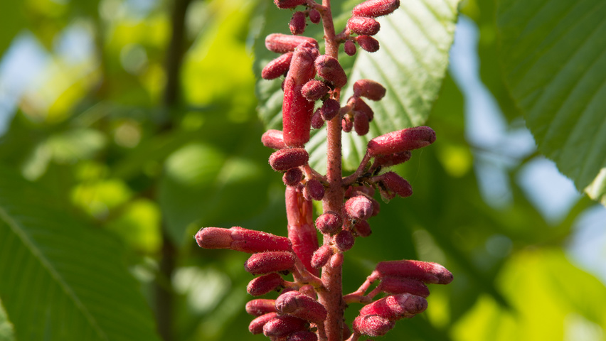 Aesculus pavia 'Atrosanguinea' Blumen