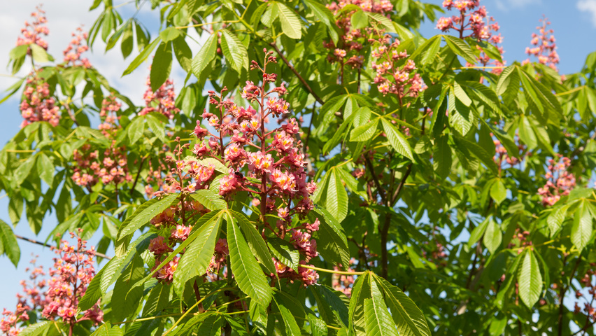 Aesculus pavia 'Atrosanguinea' Blumen
