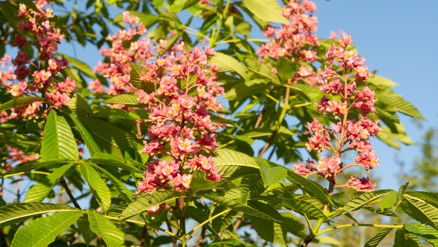 Aesculus pavia 'Atrosanguinea' Blumen