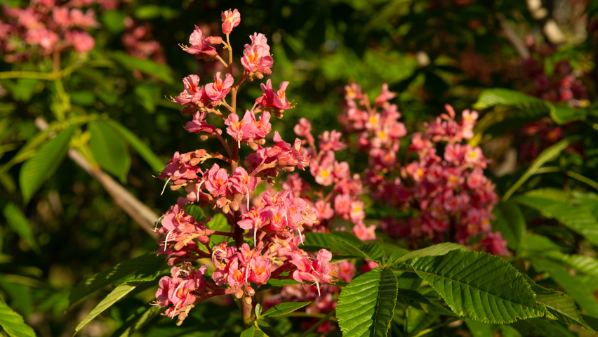 Aesculus pavia 'Atrosanguinea' Blumen