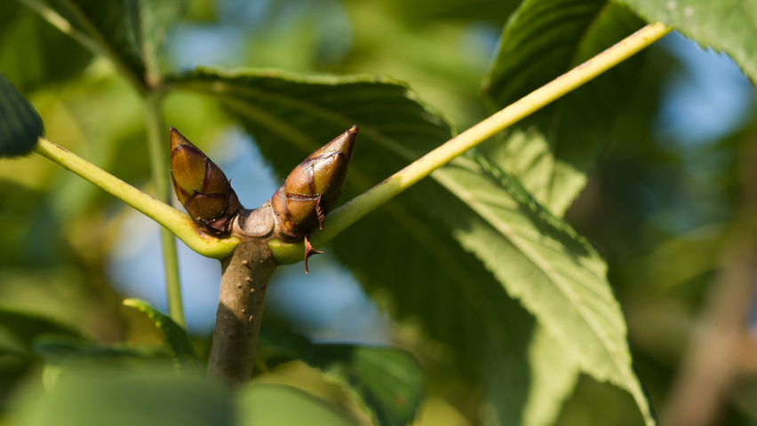 Aesculus pavia 'Atrosanguinea' Blumen