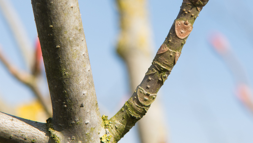 Aesculus pavia 'Atrosanguinea' Blumen