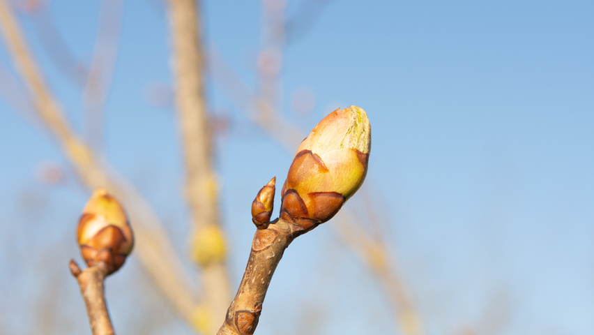 Aesculus pavia 'Atrosanguinea' Blumen