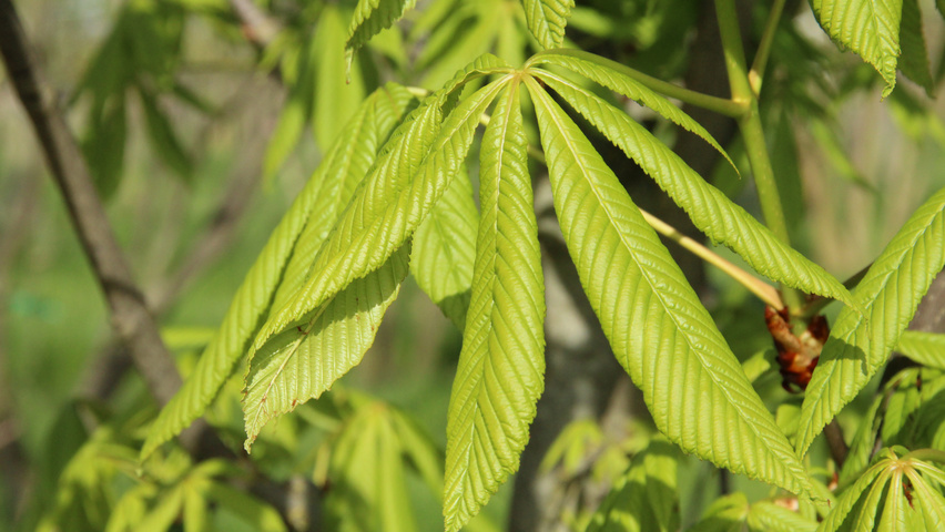 Aesculus pavia 'Atrosanguinea' Blatt