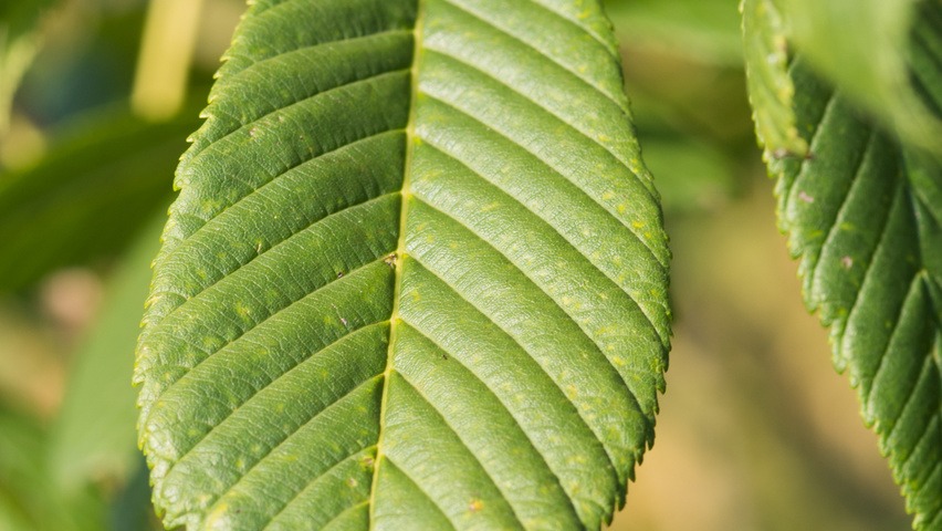 Aesculus pavia 'Atrosanguinea' Blatt