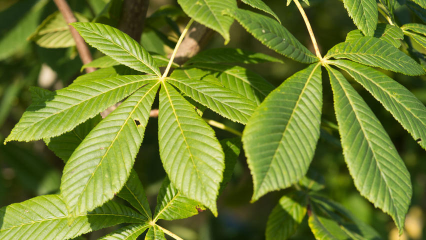Aesculus pavia 'Atrosanguinea' Blatt