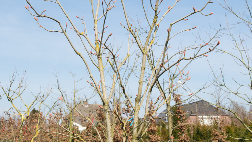 Aesculus pavia 'Atrosanguinea' Solitärgehölze