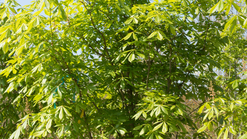Aesculus pavia 'Atrosanguinea' Solitärgehölze