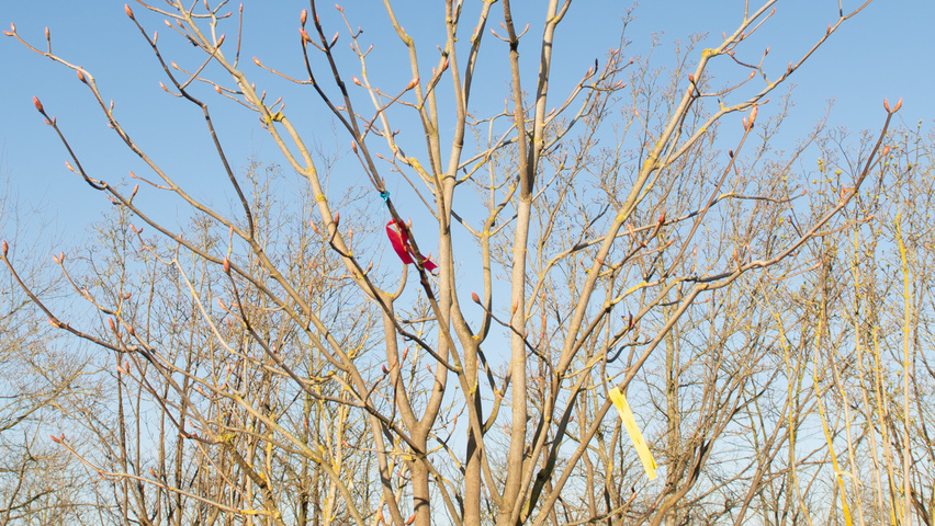 Aesculus pavia 'Atrosanguinea' Solitärgehölze