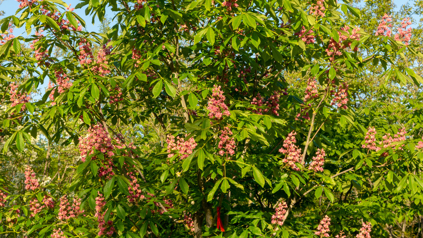 Aesculus pavia 'Atrosanguinea' Solitärgehölze