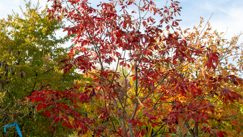 Aesculus pavia 'Atrosanguinea' Solitärgehölze
