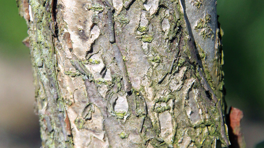 Aesculus pavia bark