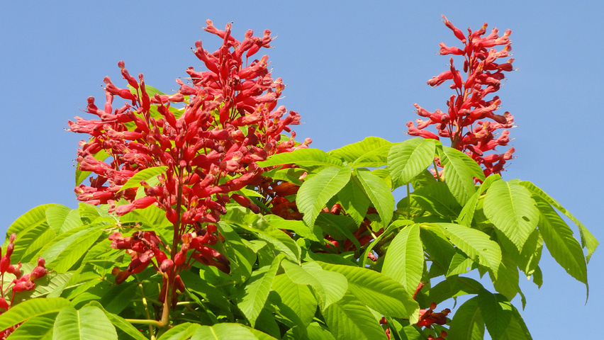 Aesculus pavia flowers