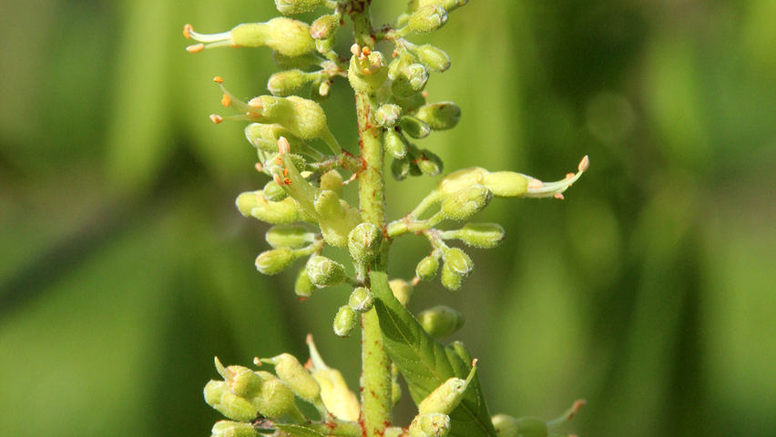 Aesculus pavia flowers