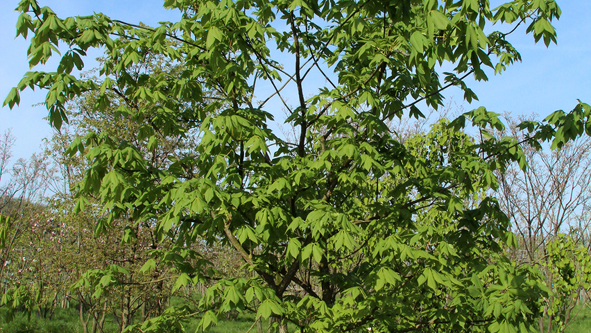Aesculus pavia half-stem