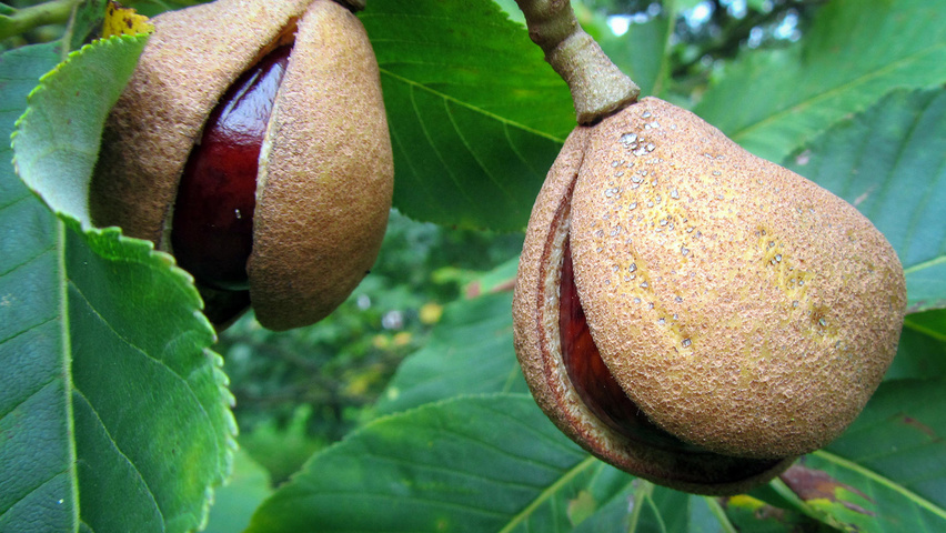 Aesculus pavia 'Koehnei' owoce