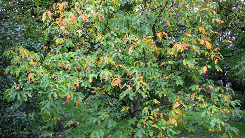 Aesculus pavia 'Koehnei' półpienne