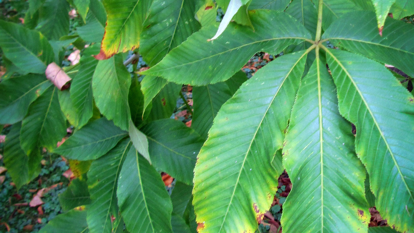 Aesculus pavia 'Koehnei' liście