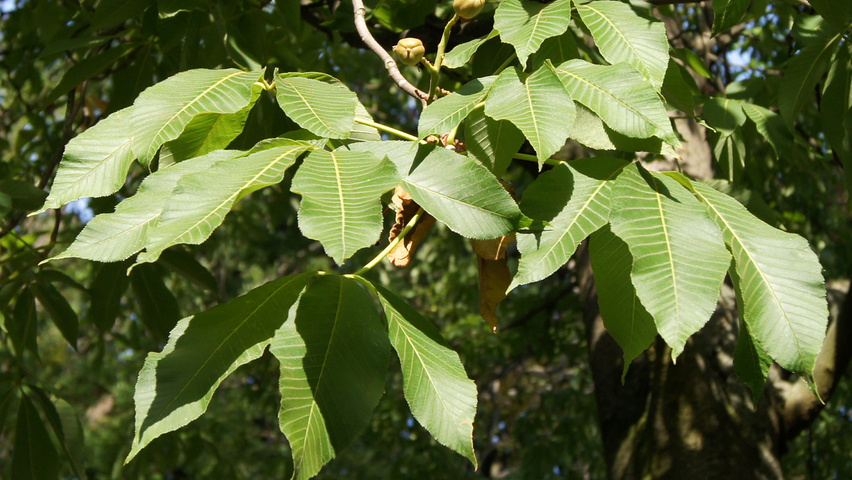 Aesculus pavia leaves