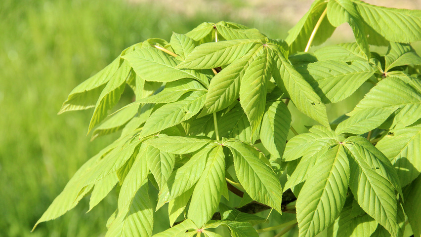 Aesculus pavia leaves