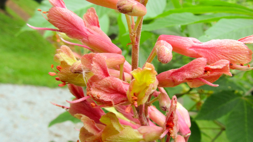 Aesculus pavia var. discolor цветки
