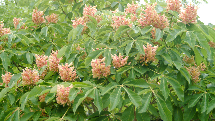 Aesculus pavia var. discolor цветки