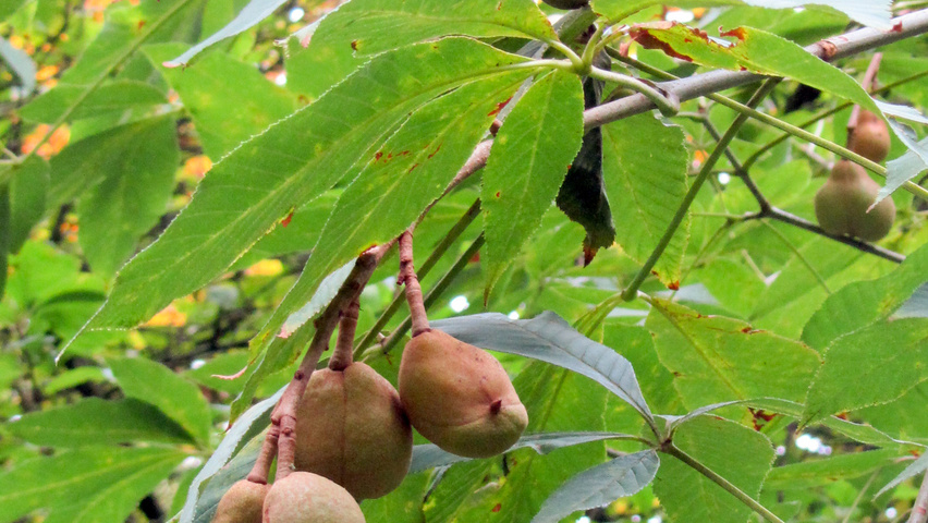 Aesculus pavia var. discolor плоды