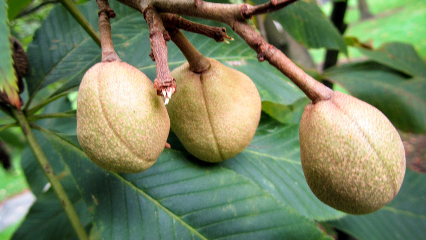 Aesculus pavia var. discolor плоды