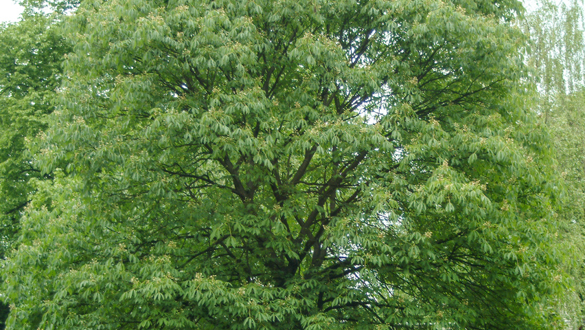 Aesculus pavia var. discolor Деревья с высоким стволом (стандарт)