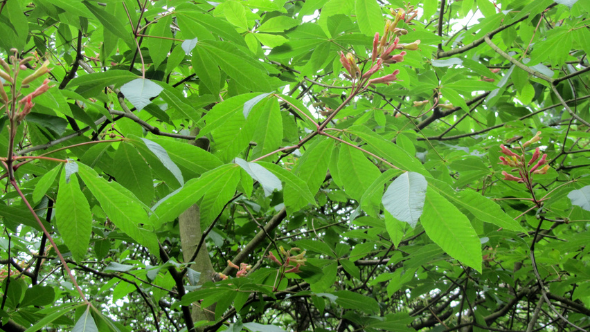 Aesculus pavia var. discolor листья