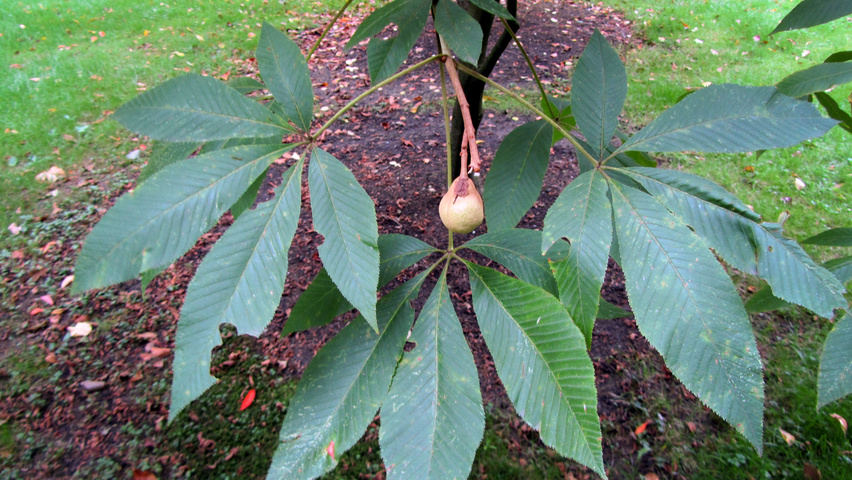 Aesculus pavia var. discolor листья