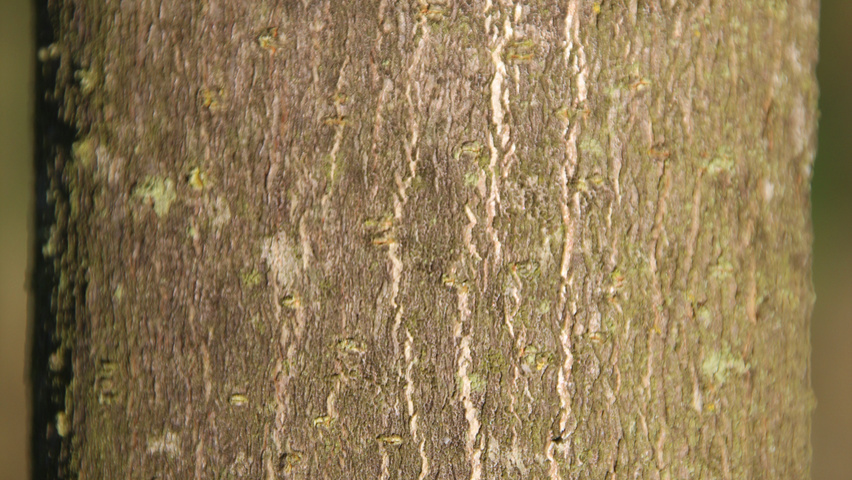 Aesculus x carnea 'Briotii' tronc