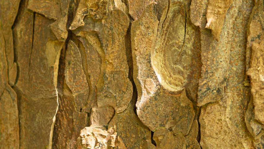 Aesculus x carnea 'Briotii' tronc