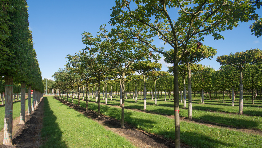 Aesculus x carnea 'Briotii' chandelier