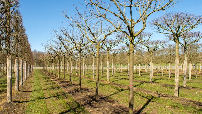Aesculus x carnea 'Briotii' chandelier