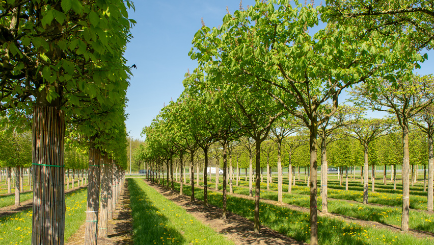 Aesculus x carnea 'Briotii' chandelier