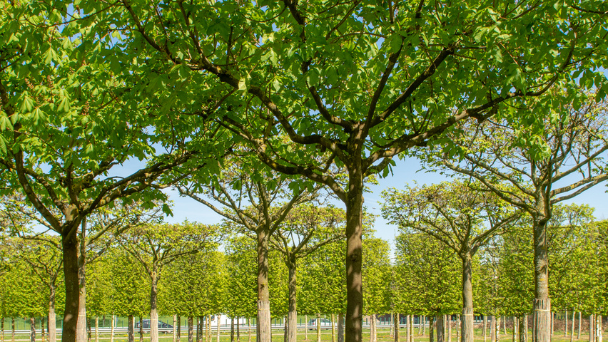 Aesculus x carnea 'Briotii' chandelier