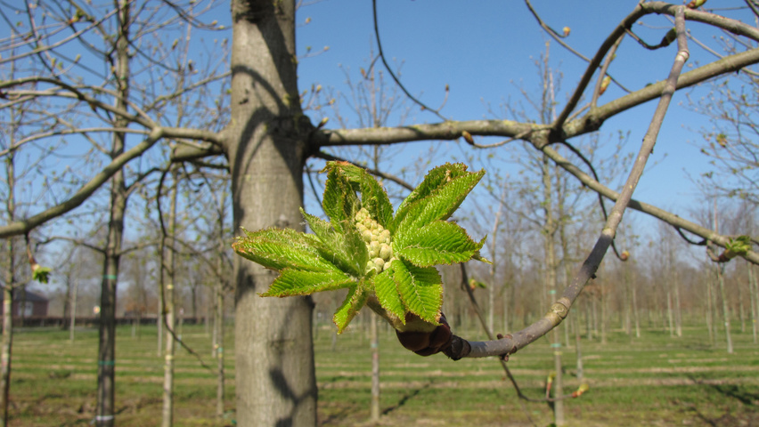 Aesculus x carnea 'Briotii' fleurs