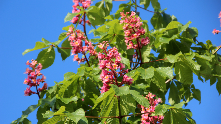 Aesculus x carnea 'Briotii' fleurs
