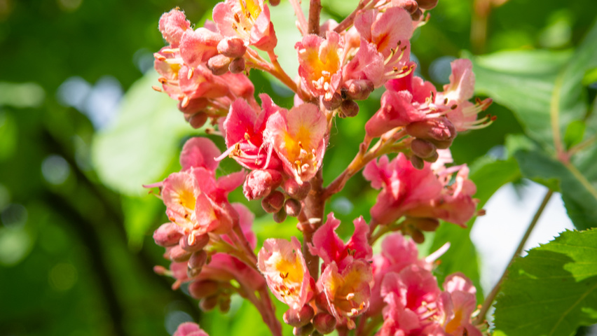 Aesculus x carnea 'Briotii' fleurs