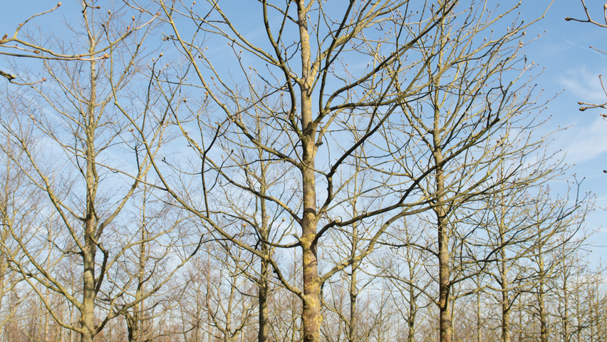 Aesculus x carnea 'Briotii' haute tige