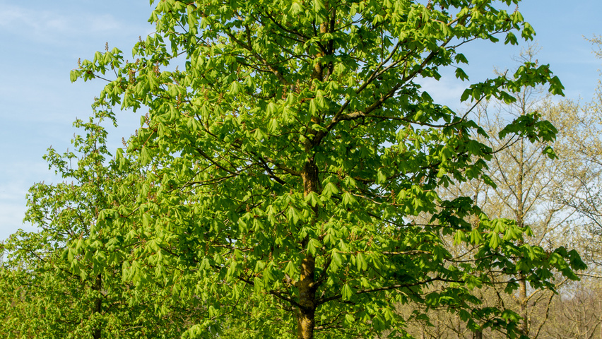 Aesculus x carnea 'Briotii' haute tige