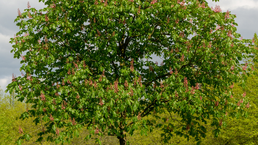 Aesculus x carnea 'Briotii' haute tige