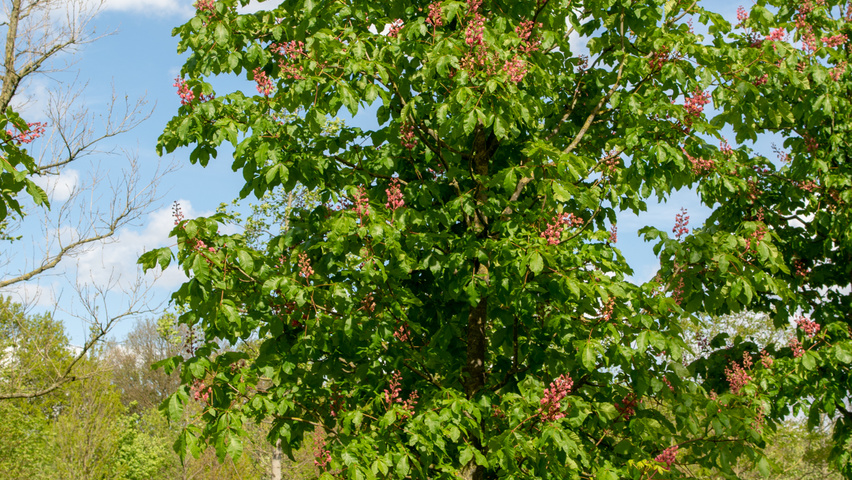 Aesculus x carnea 'Briotii' haute tige